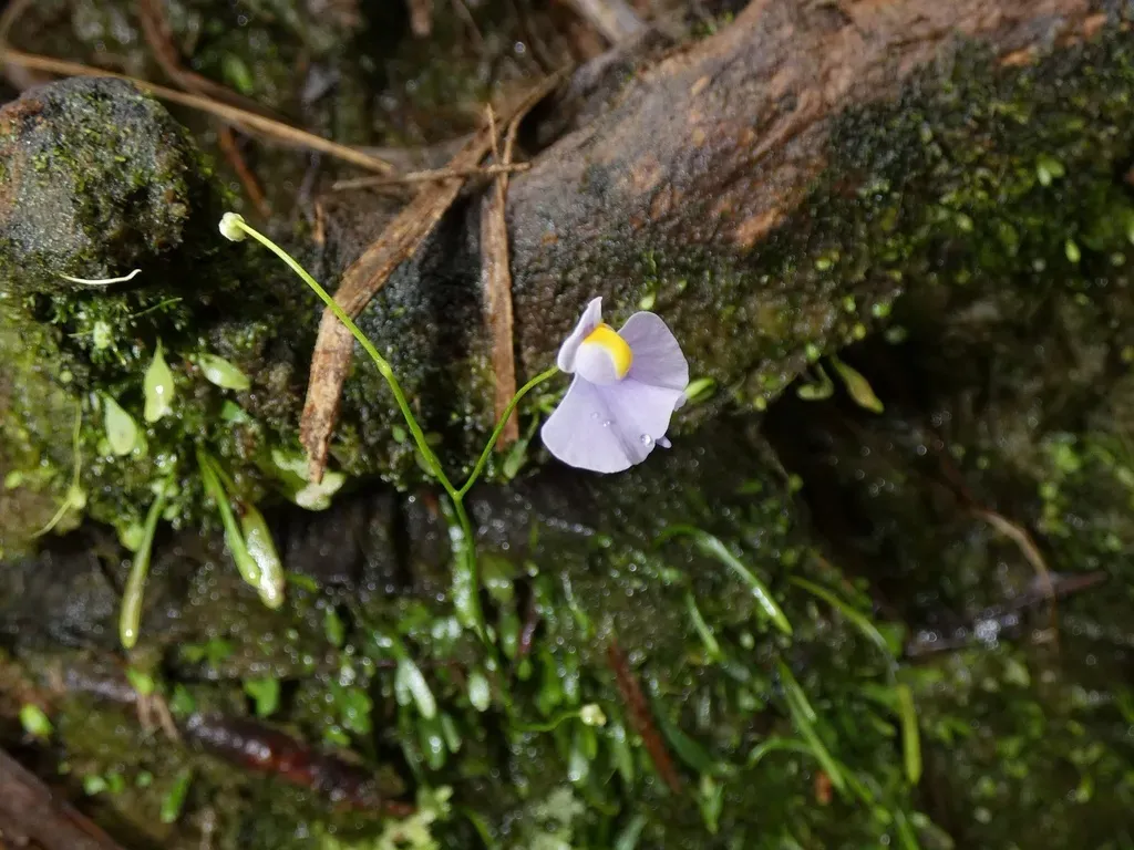 Utricularia Panamensis