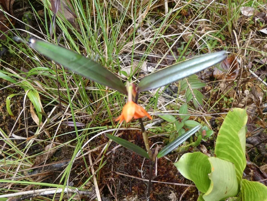 Scaphyglottis Arctata