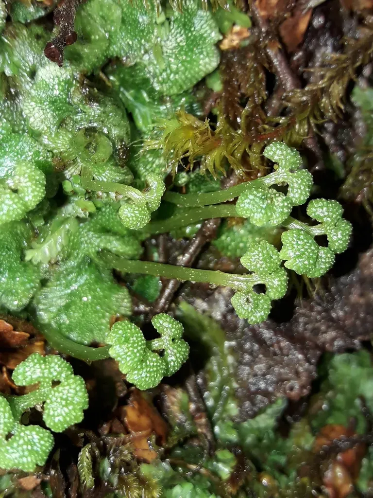 Neohodgsonia Mirabilis