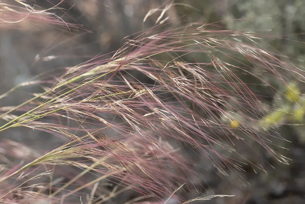 Austrostipa Platychaeta