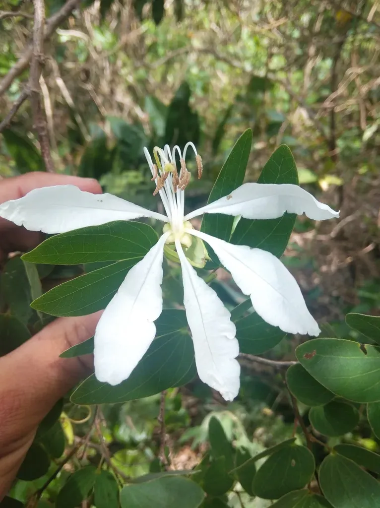 Bauhinia Affinis