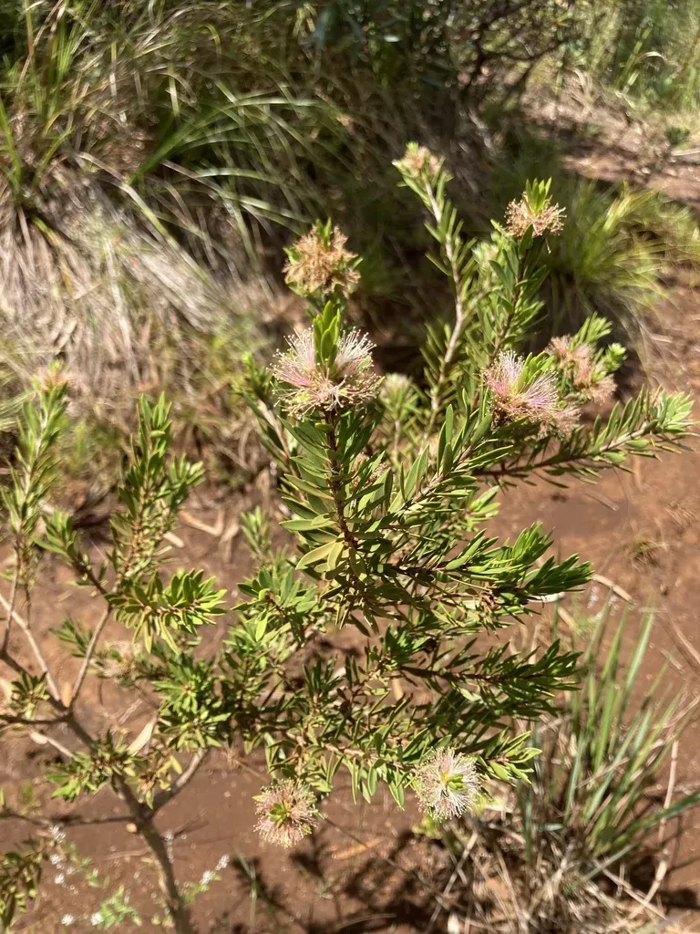Melaleuca Gnidioides