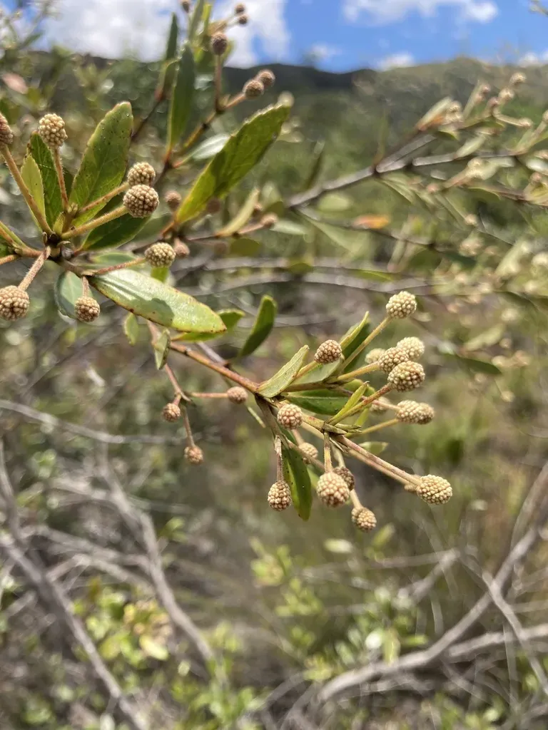 Pancheria Alaternoides