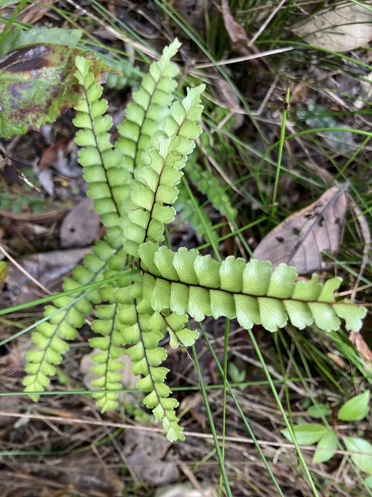 Lindsaea Nervosa