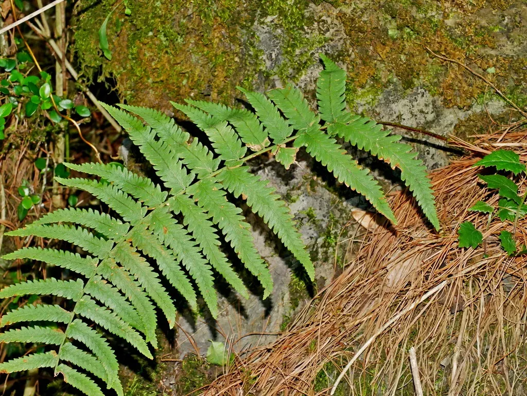 Dryopteris Subatrata