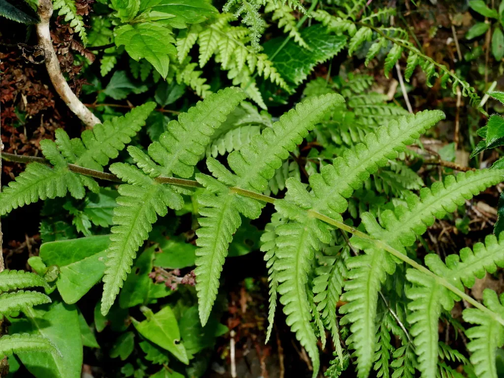 Pseudophegopteris Levingei