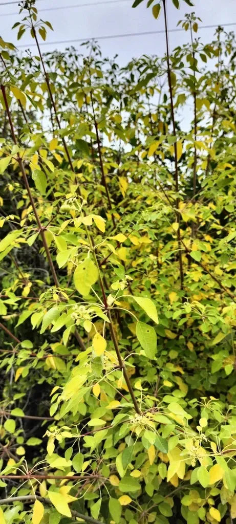 Euphorbia Schlechtendalii