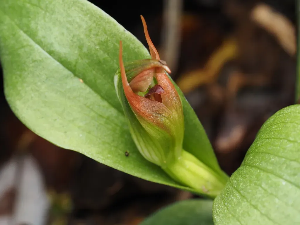 Pterostylis Humilis