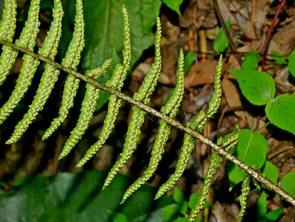 Black Wood Fern