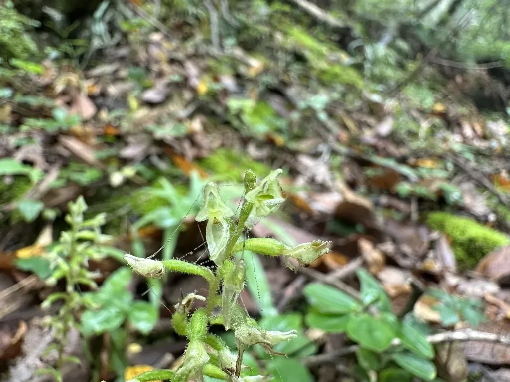 Ponthieva Schaffneri