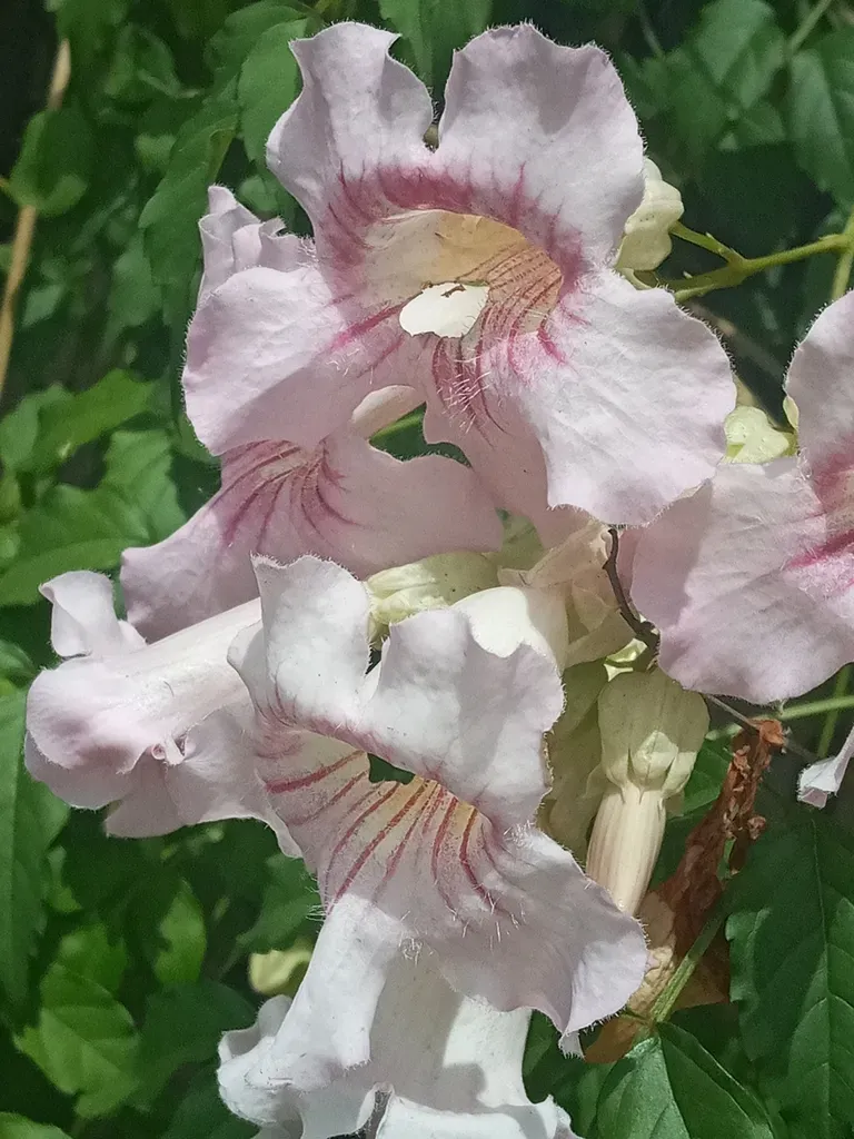 Pink Trumpet Vine