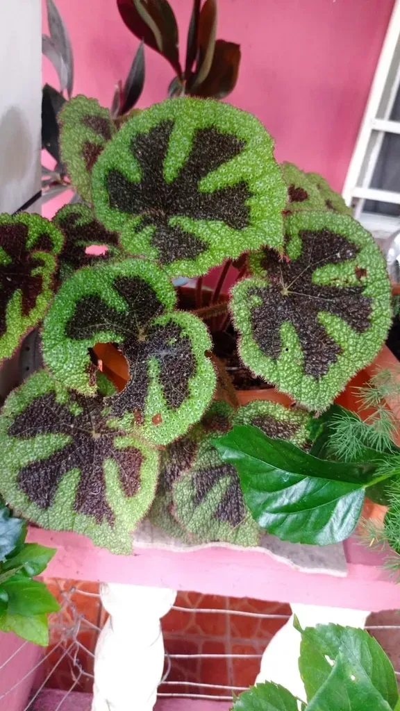 Iron Cross Begonia
