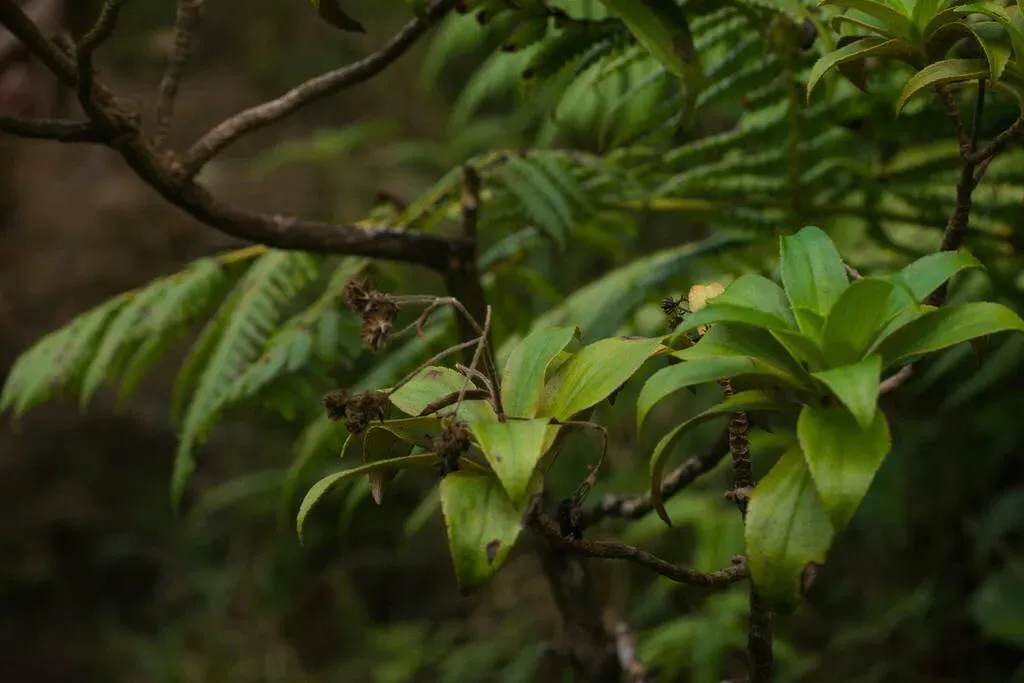 Na`ena`e-pua-melemele