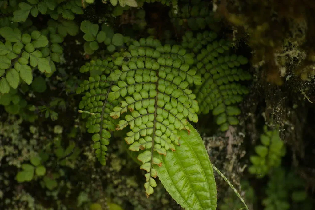 Forest Plume Fern
