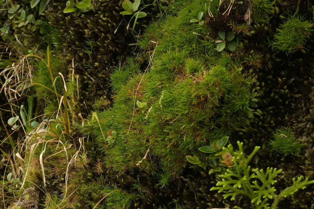 Ko'olau Rosette Grass