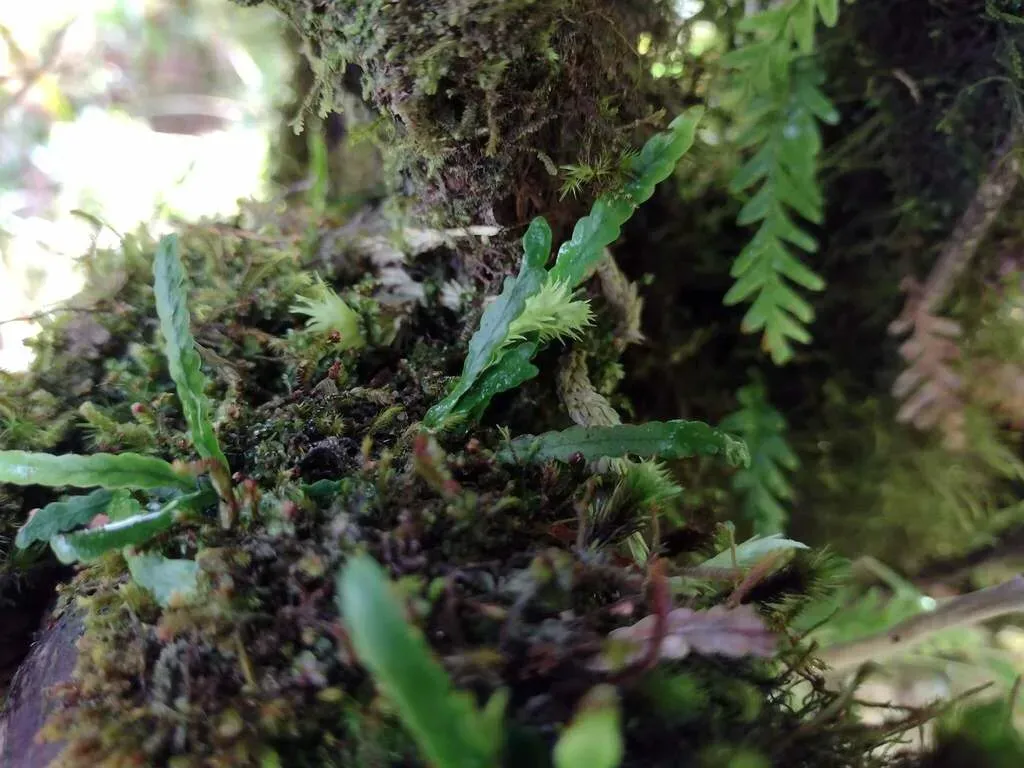 Adenophorus Haalilioanus