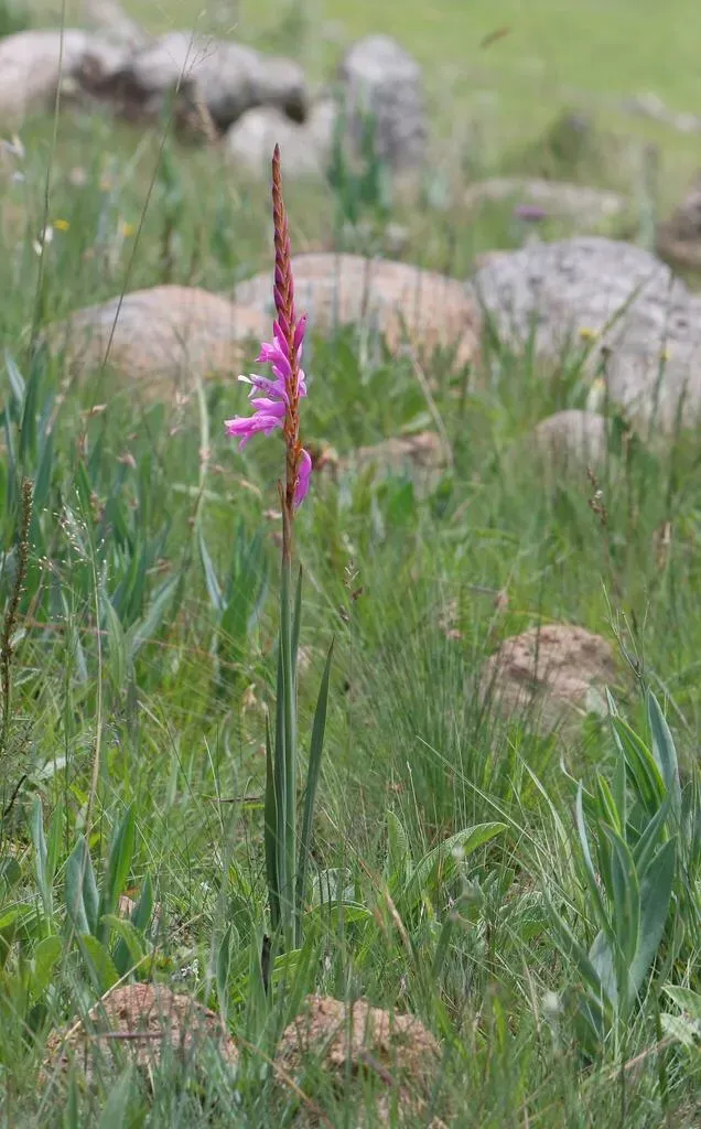 Mistbelt Watsonia