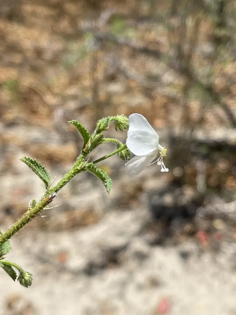 Hibiscus Meyeri