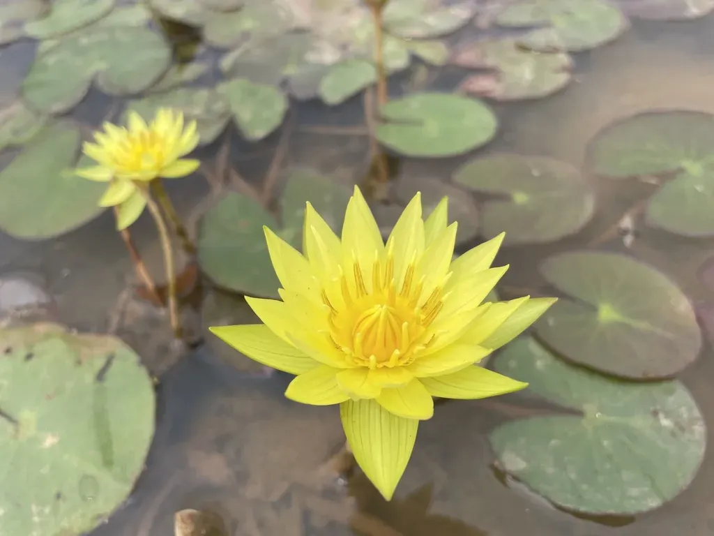 Nymphaea Sulphurea