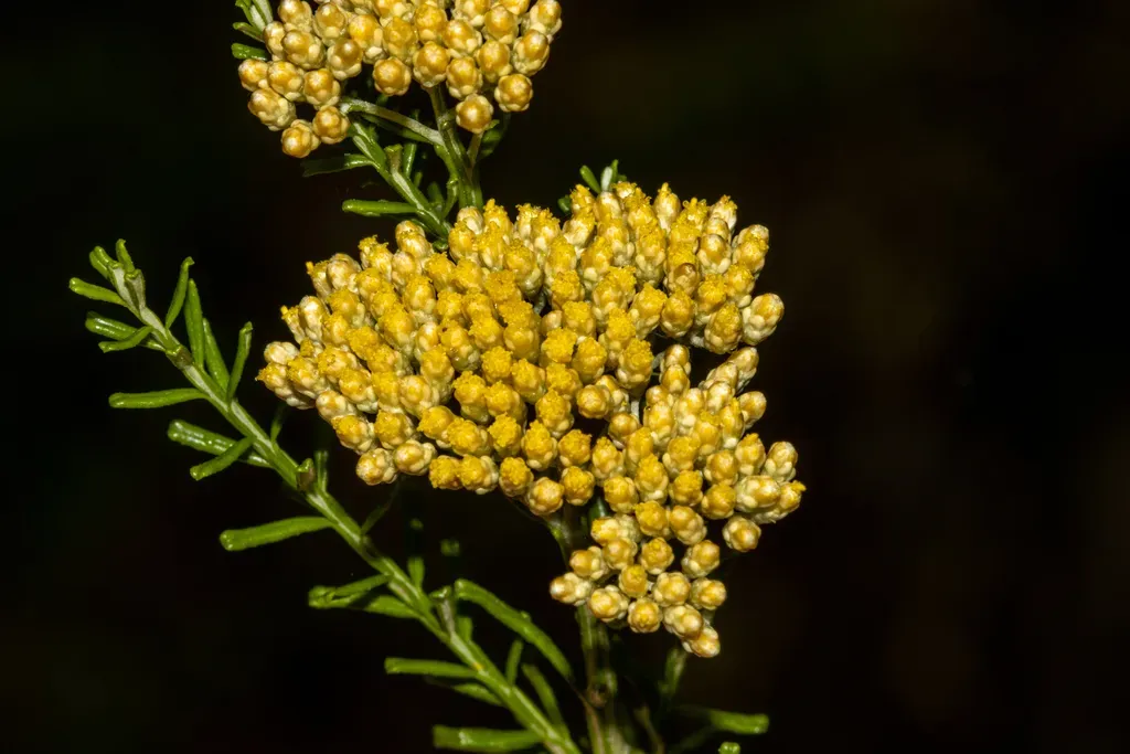 Ozothamnus Retusus