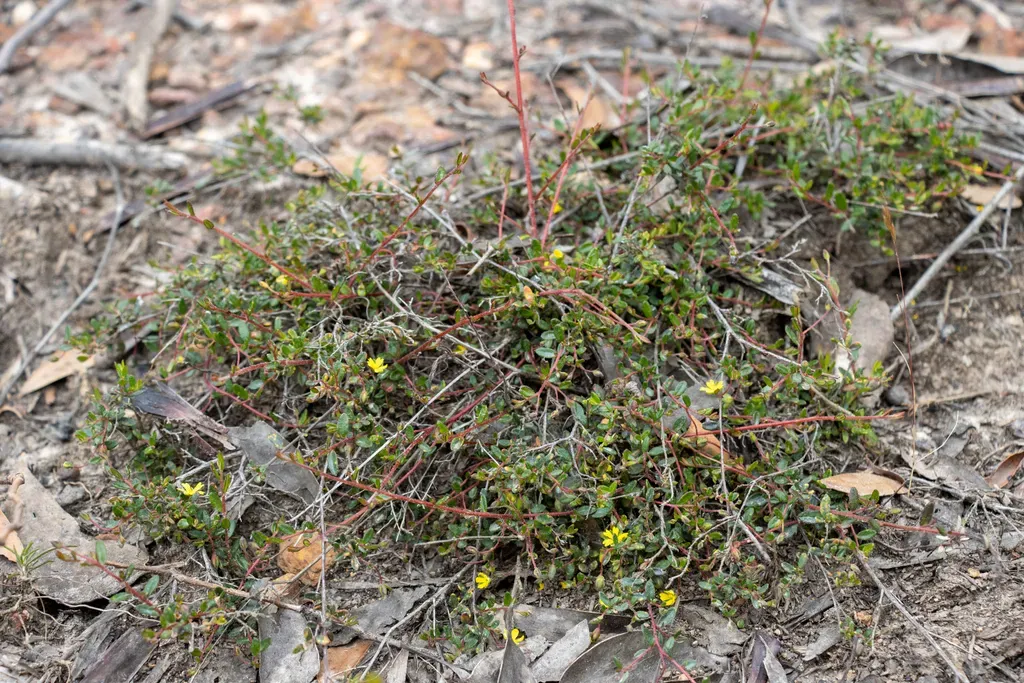 Scrambling Guinea-flower