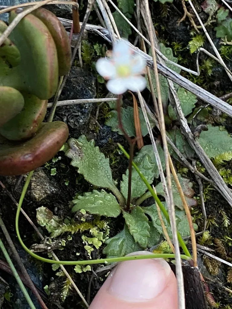 Howell's Saxifrage