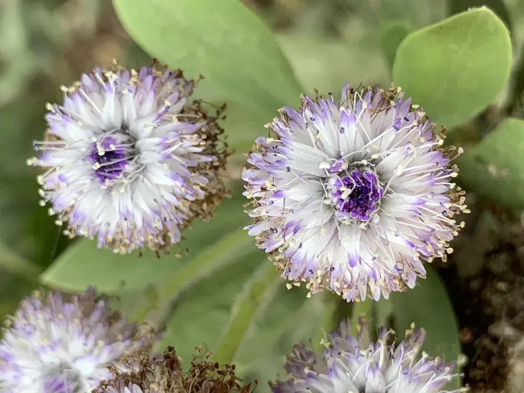 Globularia Arabica