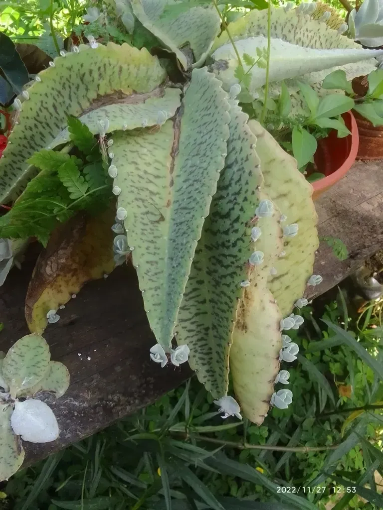Donkey Ear Plant
