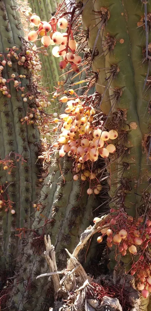Cactus Mistletoe