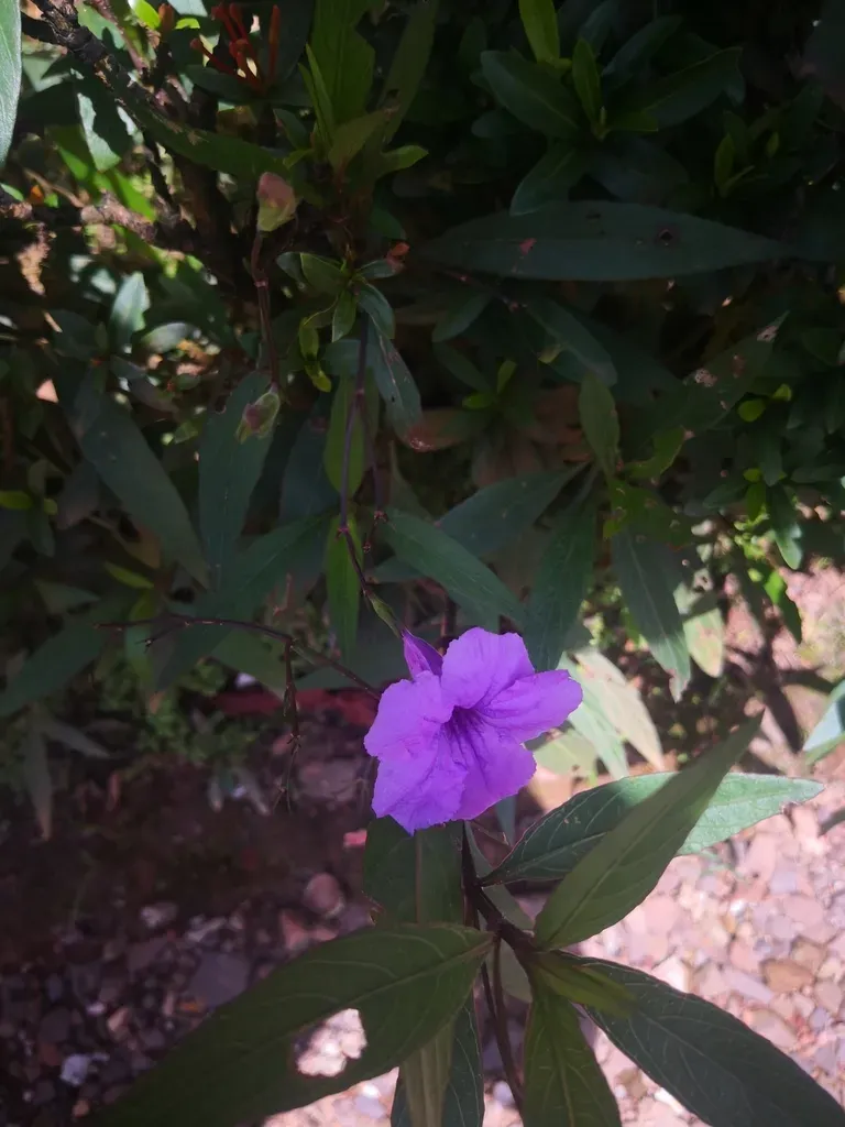 Mexican Petunia