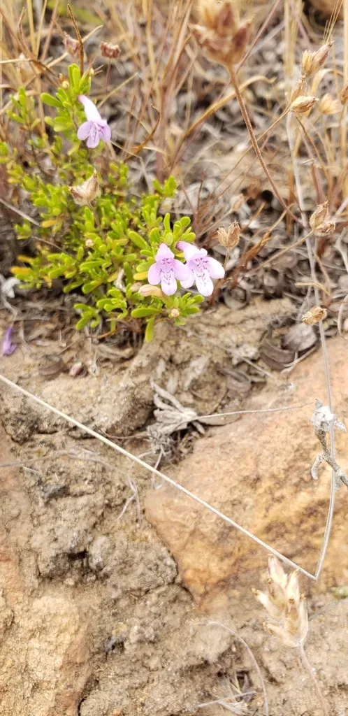 Clinopodium Chilense