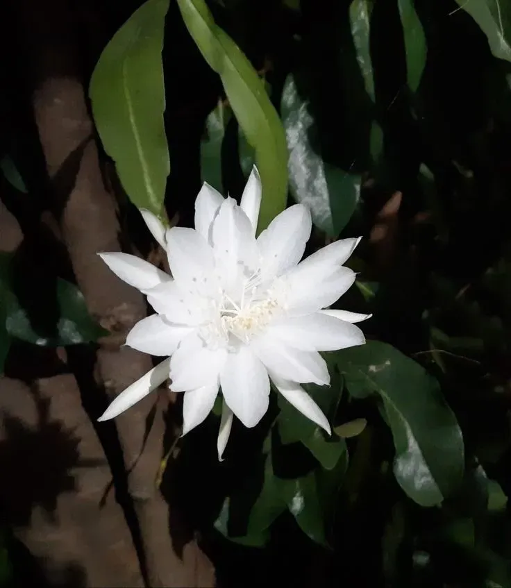 Dutchman's Pipe Cactus