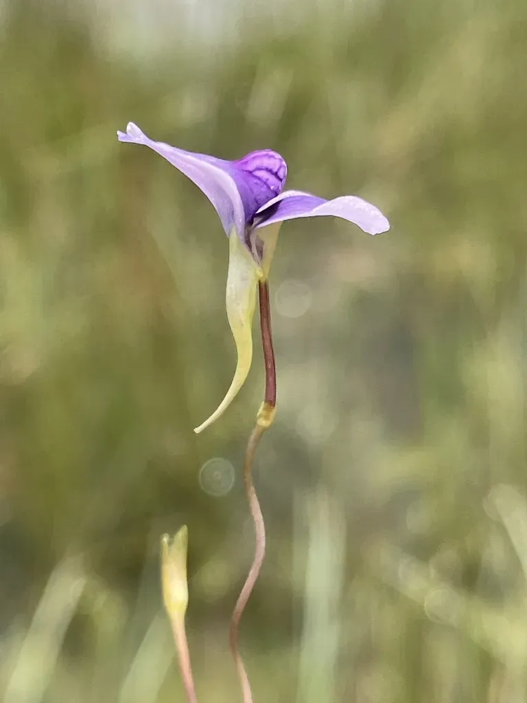 Utricularia Spiralis
