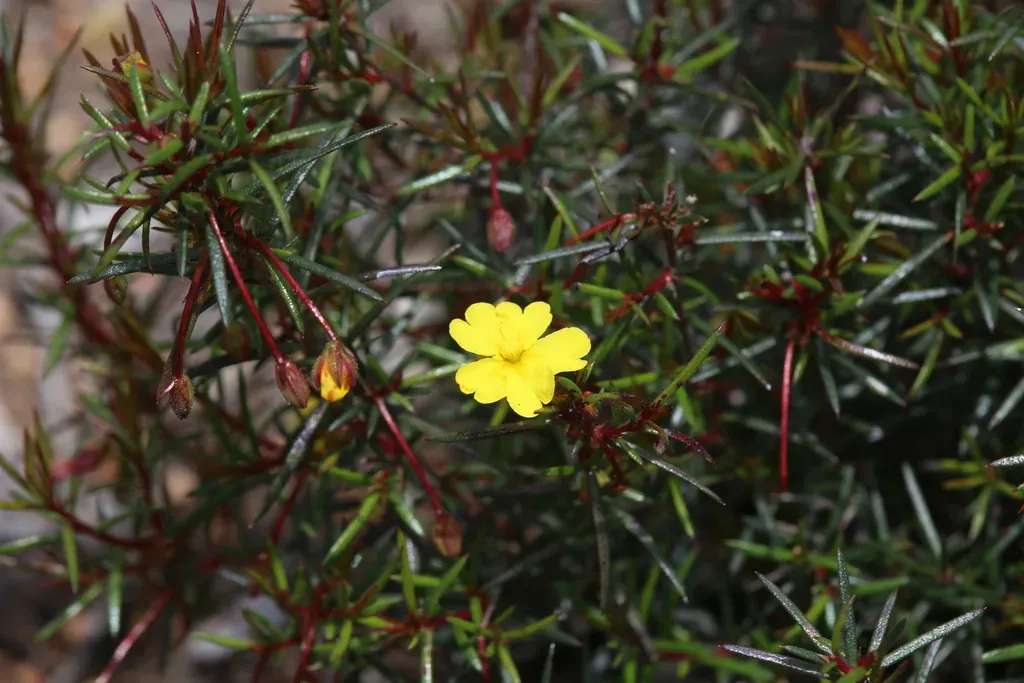 Needle Leaved Guinea Flower