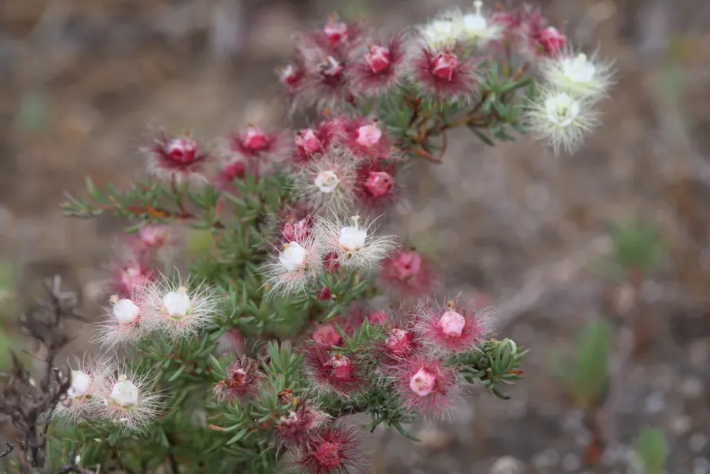 Variegated Featherflower