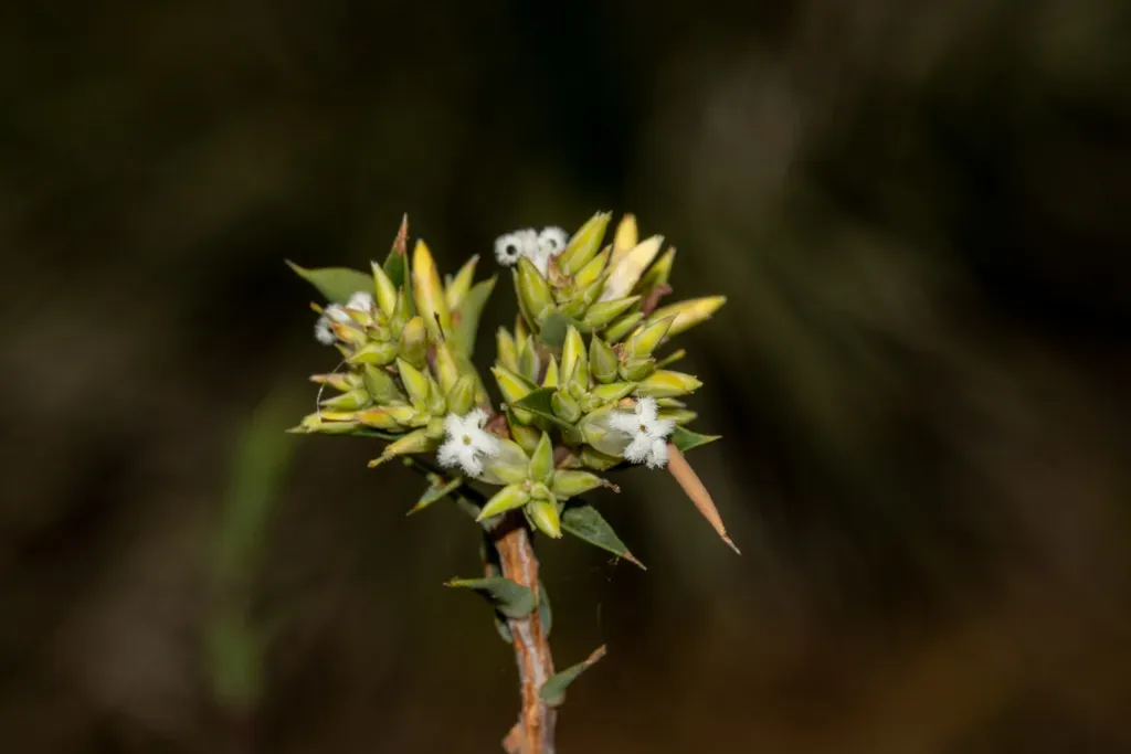 Ruddy Bearded-heath