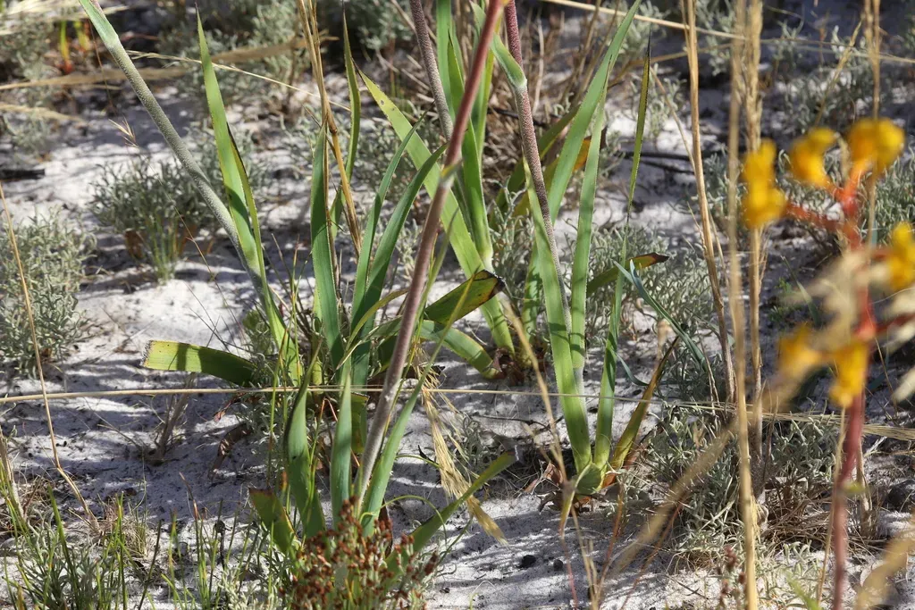 Yellow Kangaroo Paw