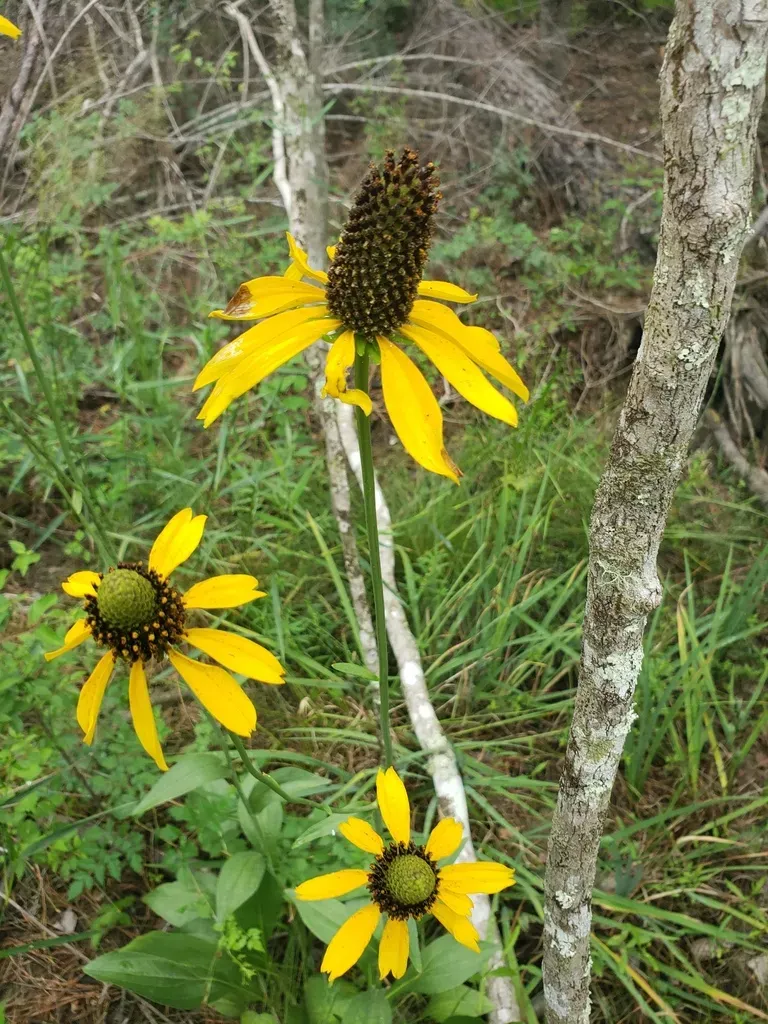 Texas Coneflower