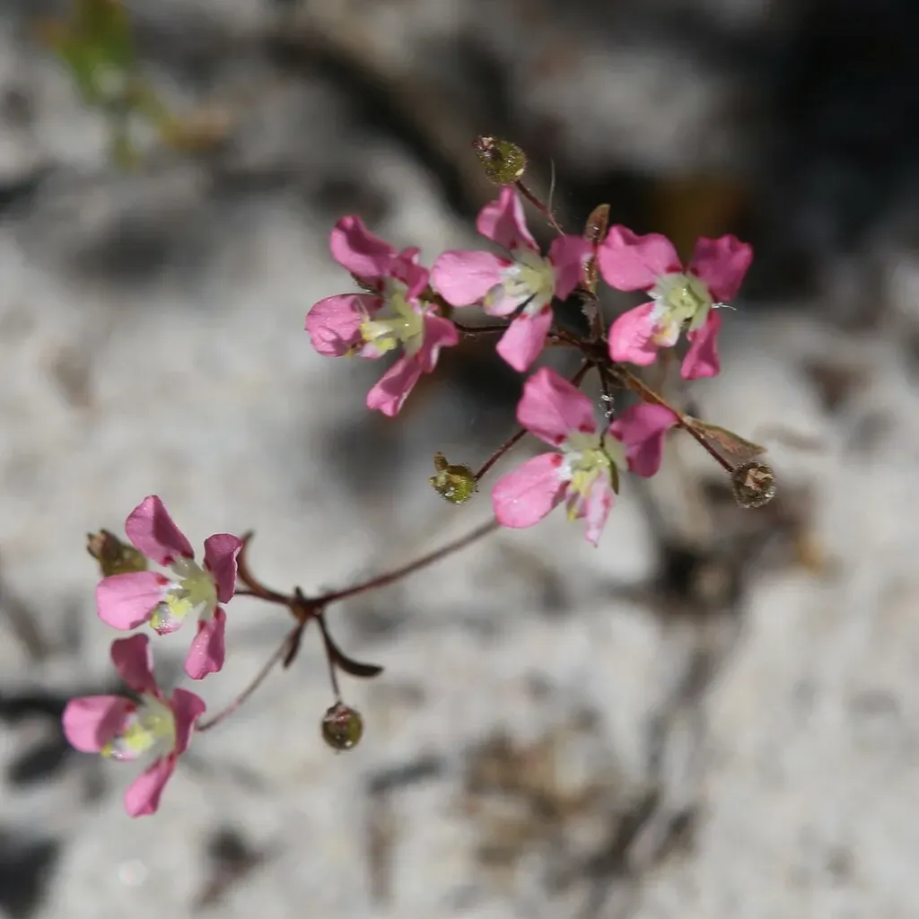 Eight-spotted Stylewort