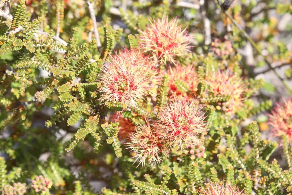 Badgingarra Beaufortia