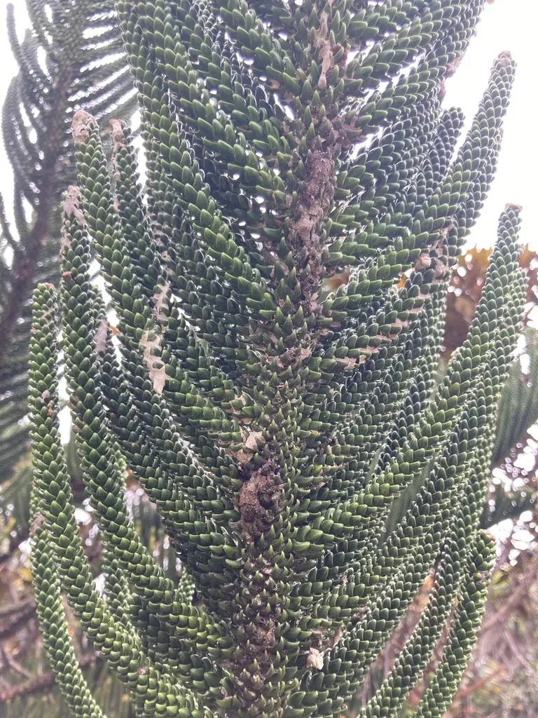 Humboldt's Araucaria