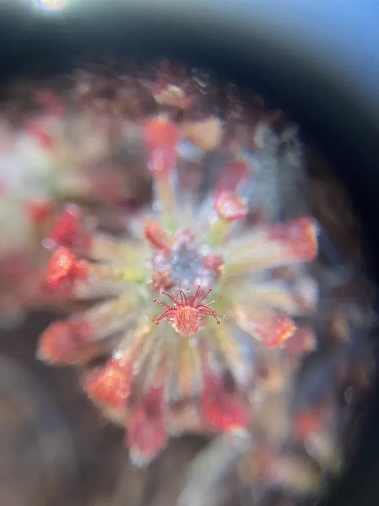 Drosera Neocaledonica