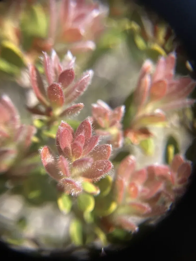 Melaleuca Sphaerodendra