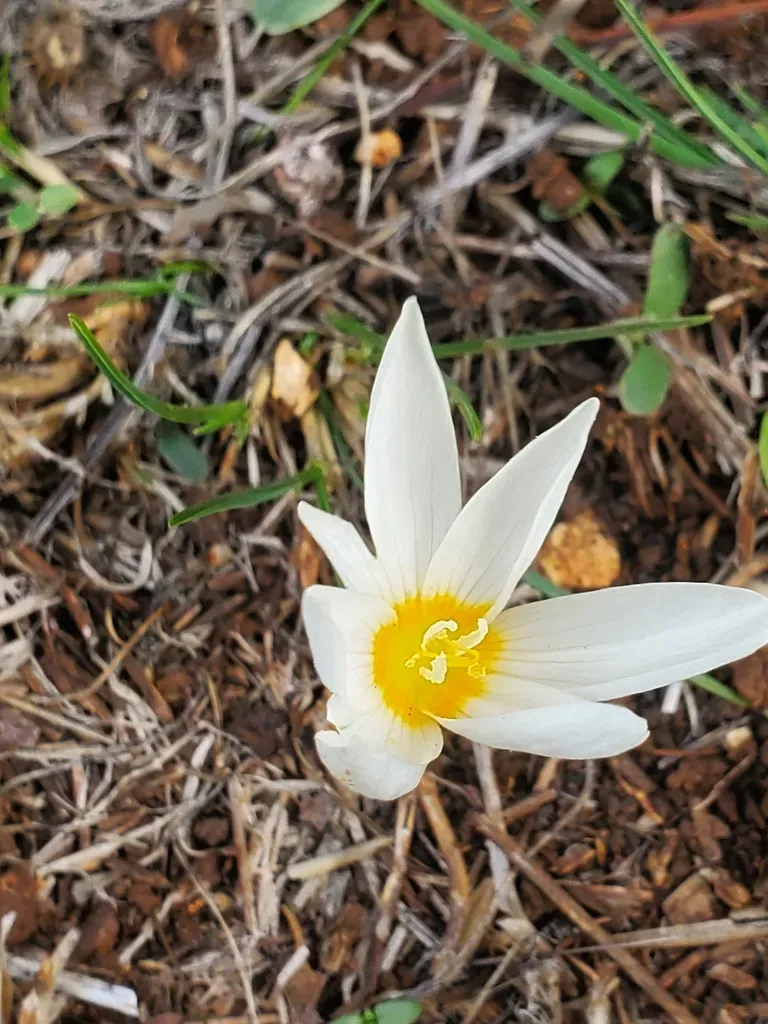 Crocus Ochroleucus