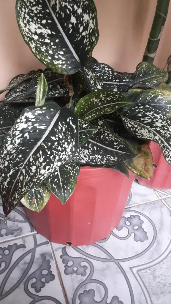 Zebra Plant