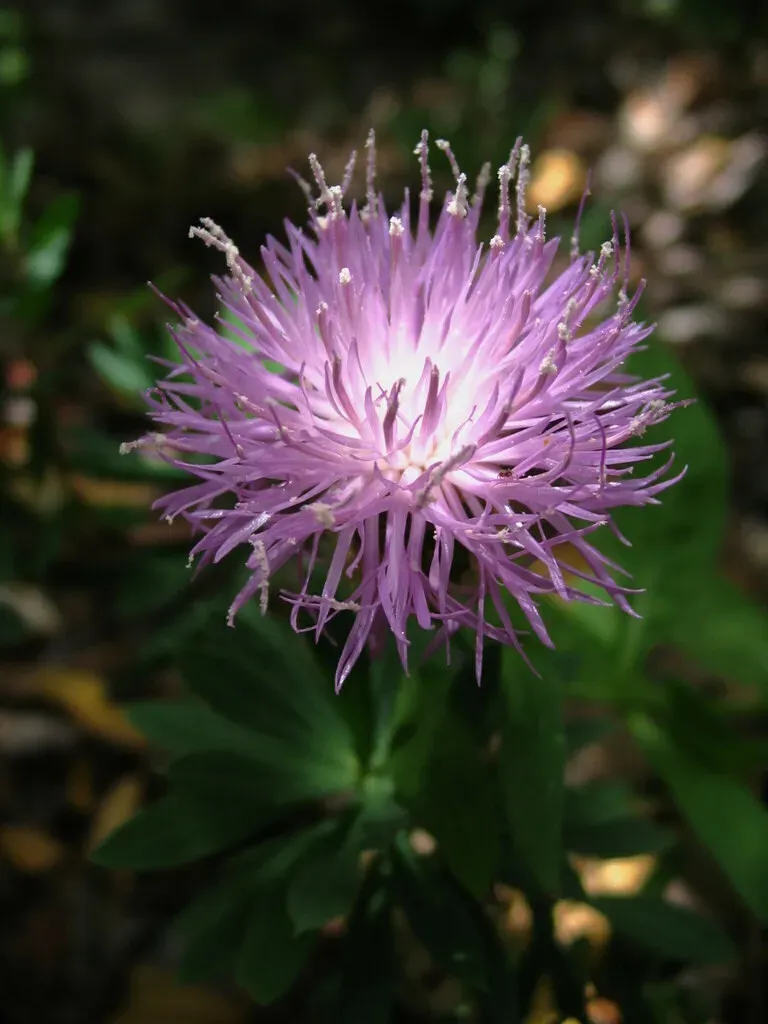 Cheirolophus Sempervirens