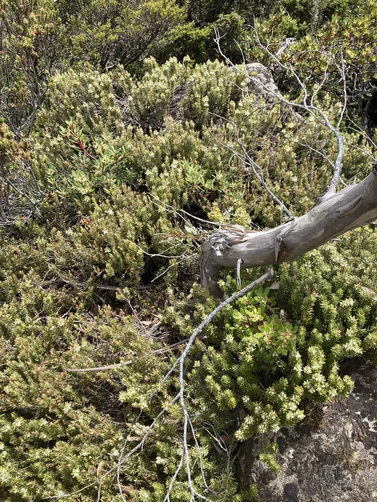 Planocarpa Petiolaris