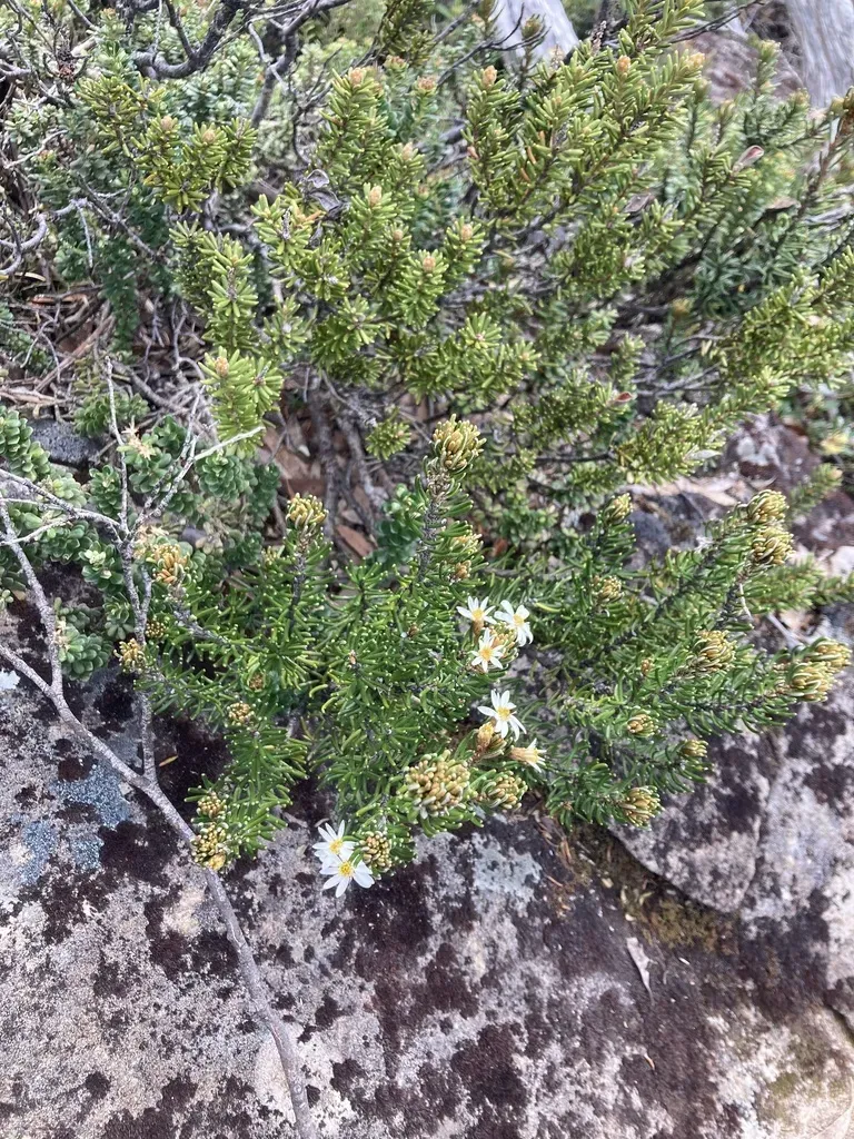 Rock Daisy Bush