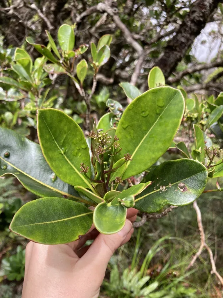 Myodocarpus Gracilis