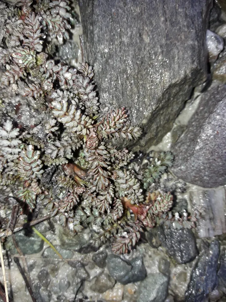 Acaena Saccaticupula